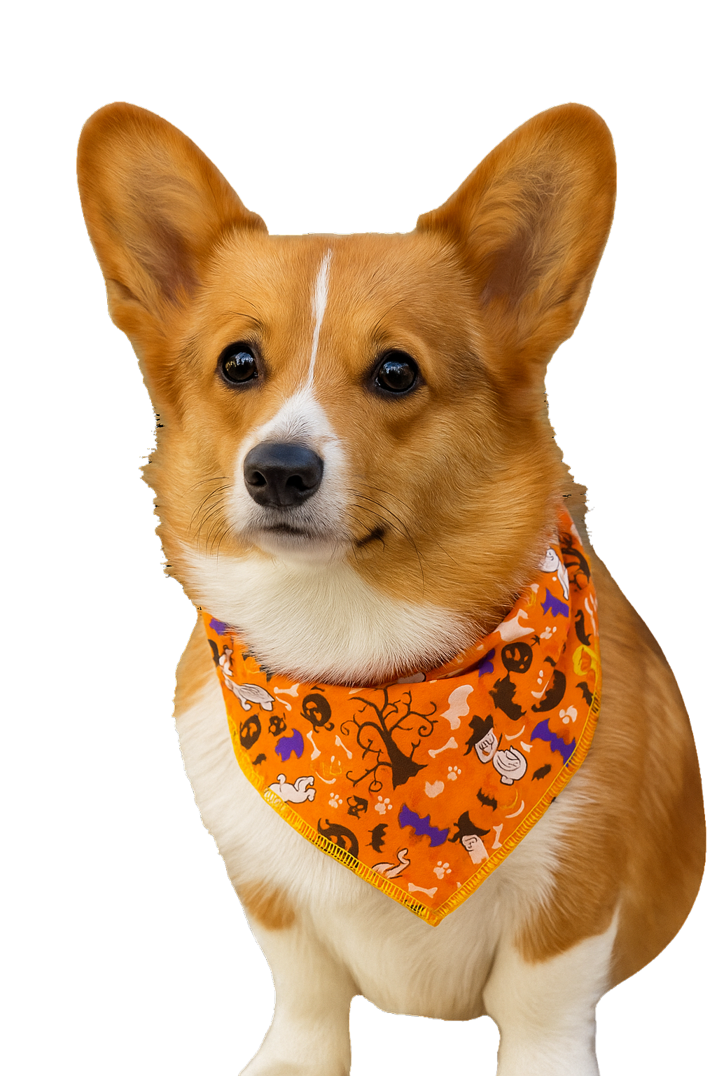 S3244 Halloween Doggie Bandana, Orange
