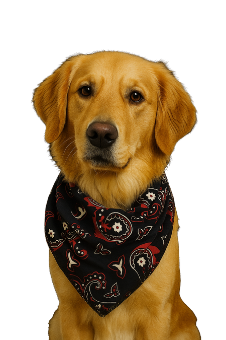 S3255 Black and Red Paisley Triangle Bandana 100% Premium Cotton