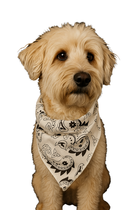 S3257 Classic White Paisley Triangle Bandana 100% Premium Cotton
