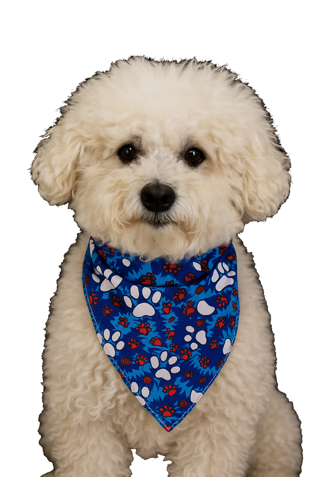 S3265 Paws & Bones Bandana, Blue