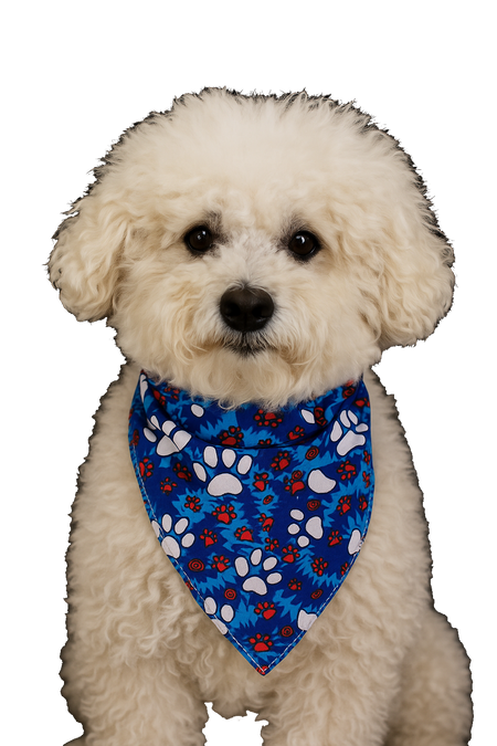 S3265 Paws & Bones Bandana, Blue