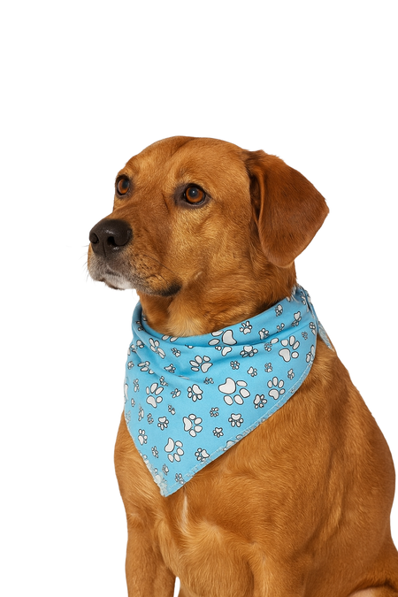 S3036 White Paws Bandana, Blue