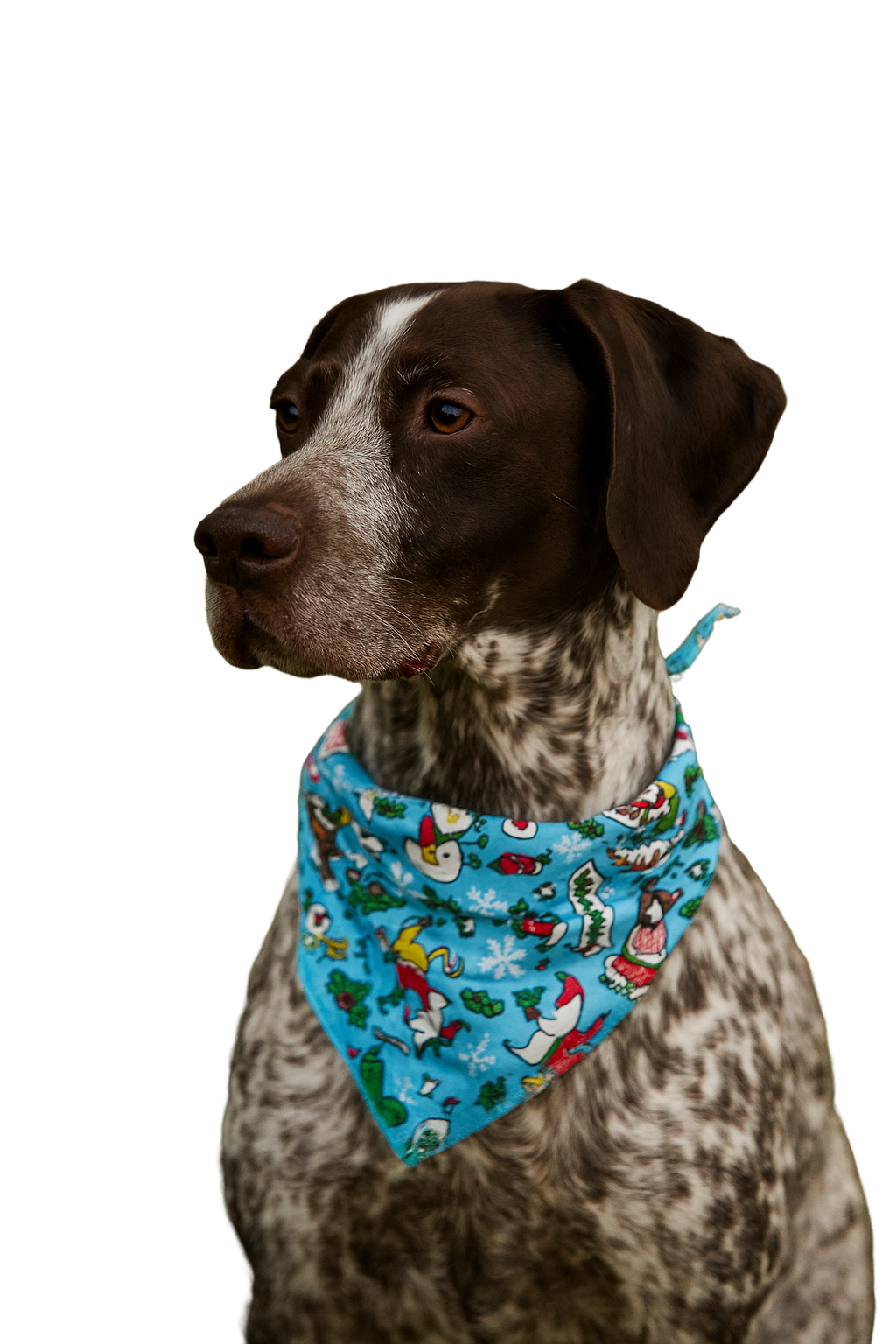 S3058 Paws, Winter Holiday Doggie Bandana