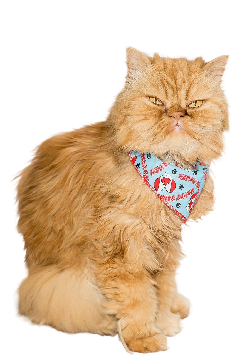 SA3007 Happy Canada Day Doggie Bandana, Blue