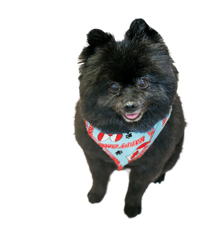 SA3007 Happy Canada Day Doggie Bandana, Blue