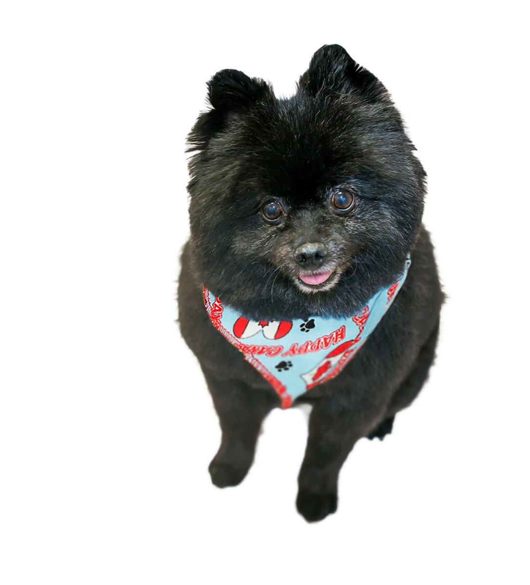 PKS5 60 Assorted CANADA DAY Tieback Dog Grooming Bandanas / Groomers Bulk Package