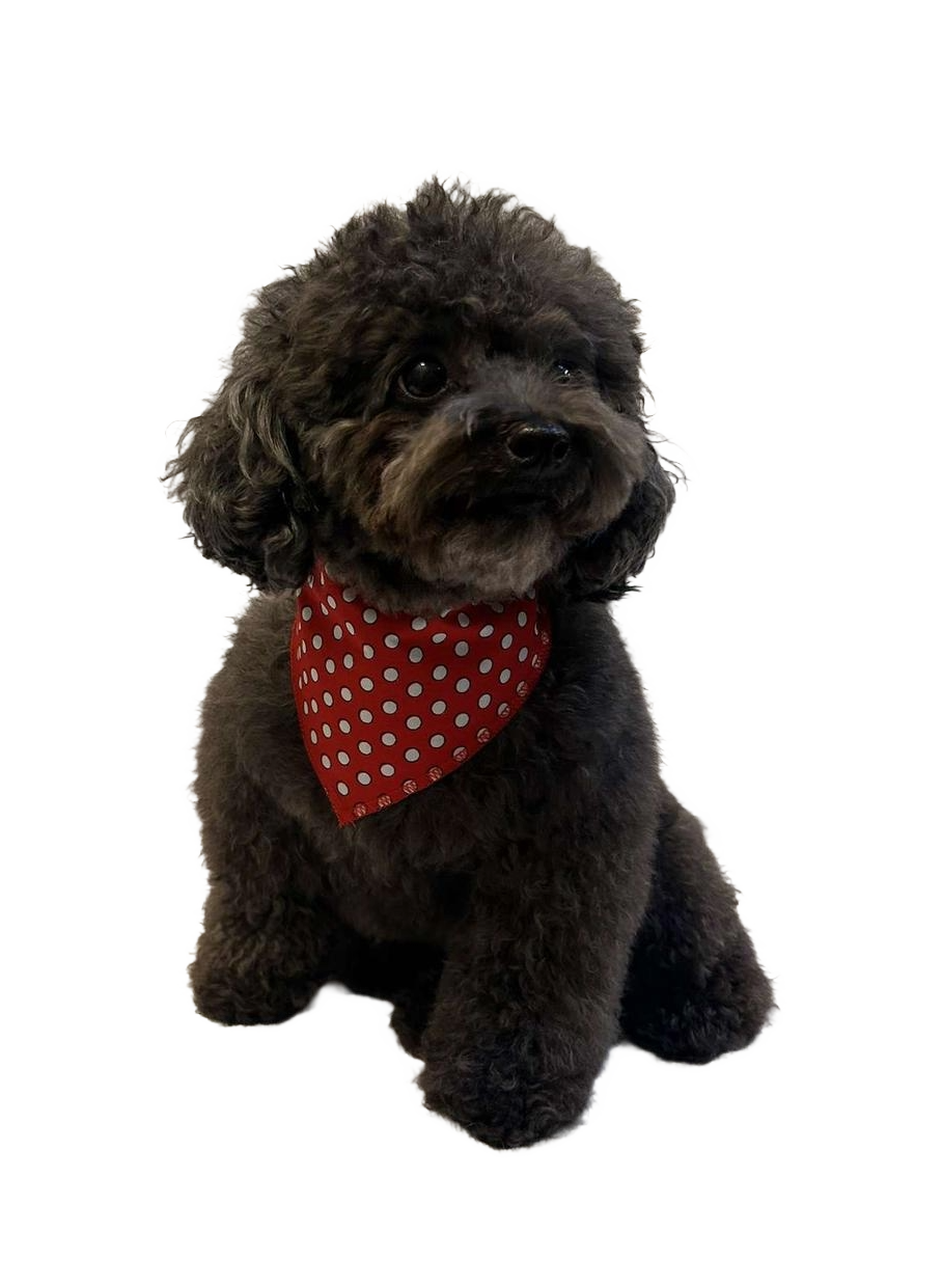 S3049 White Dots Doggie Bandana, Red