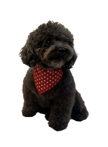 S3049 White Dots Doggie Bandana, Red