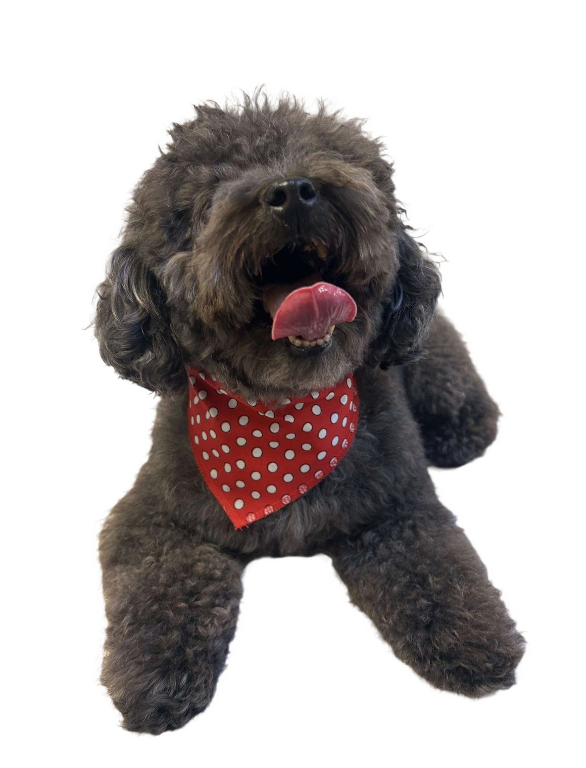 S3049 White Dots Doggie Bandana, Red