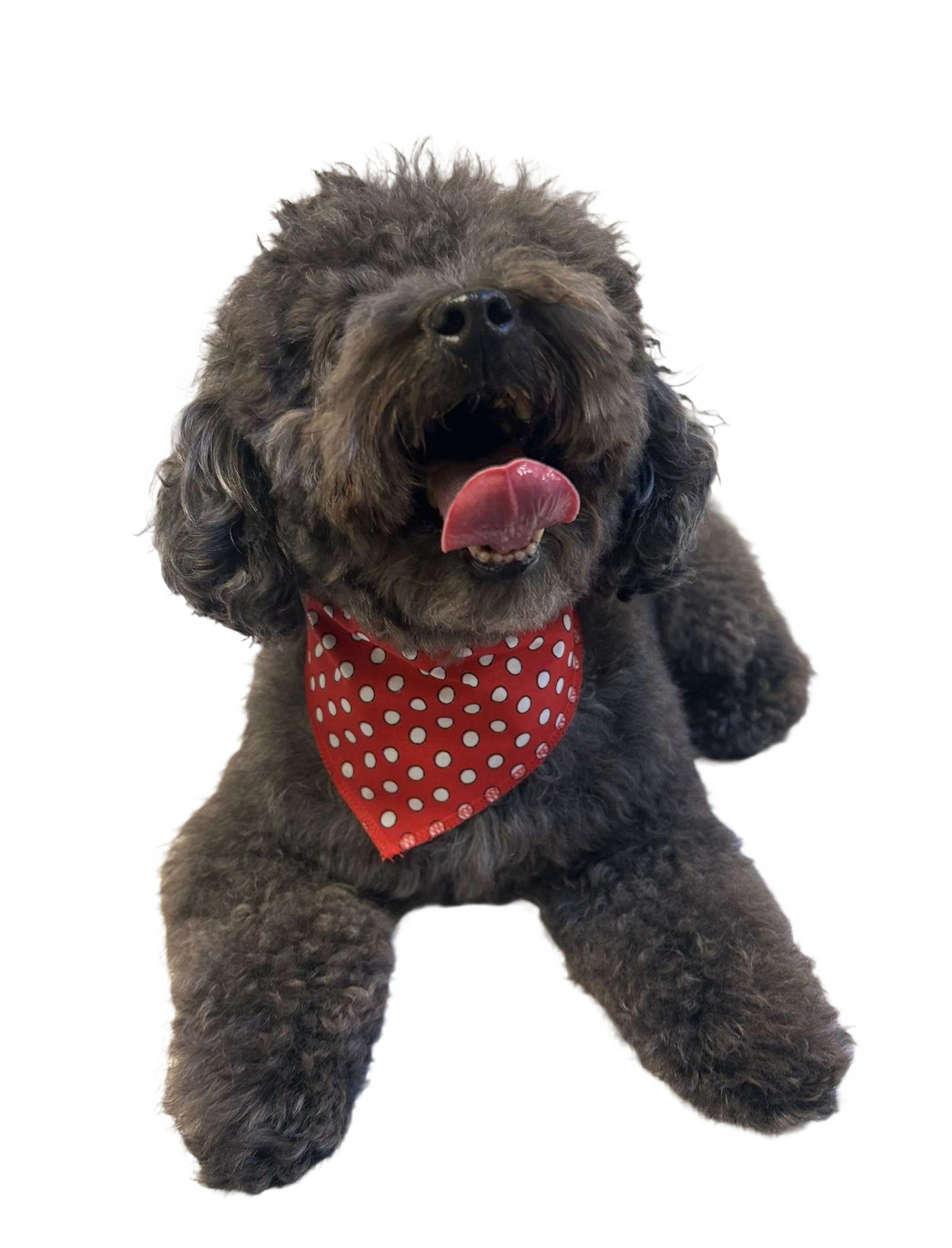 S3049 White Dots Doggie Bandana, Red