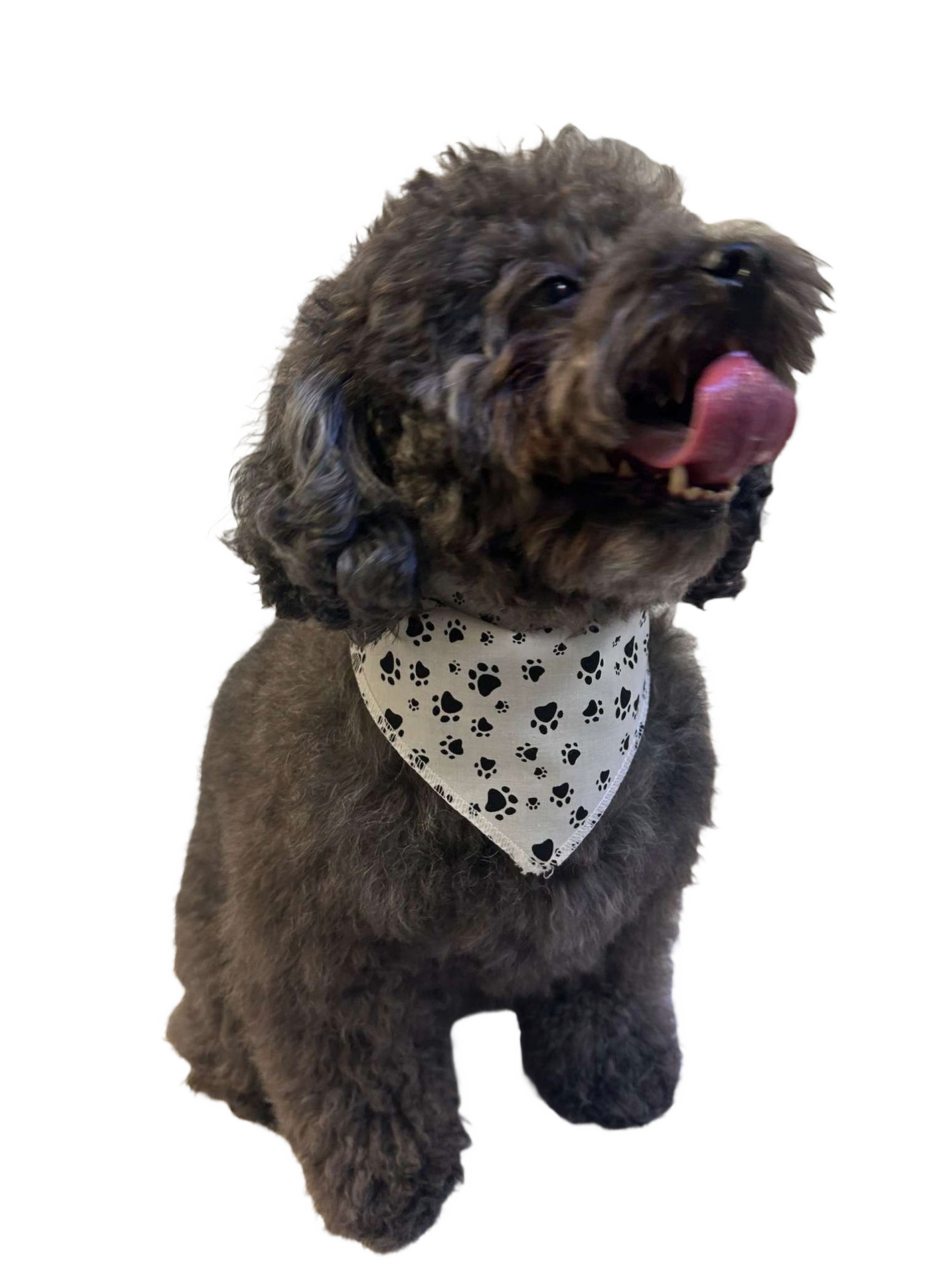 S3200 Black Pawprints Bandana, White