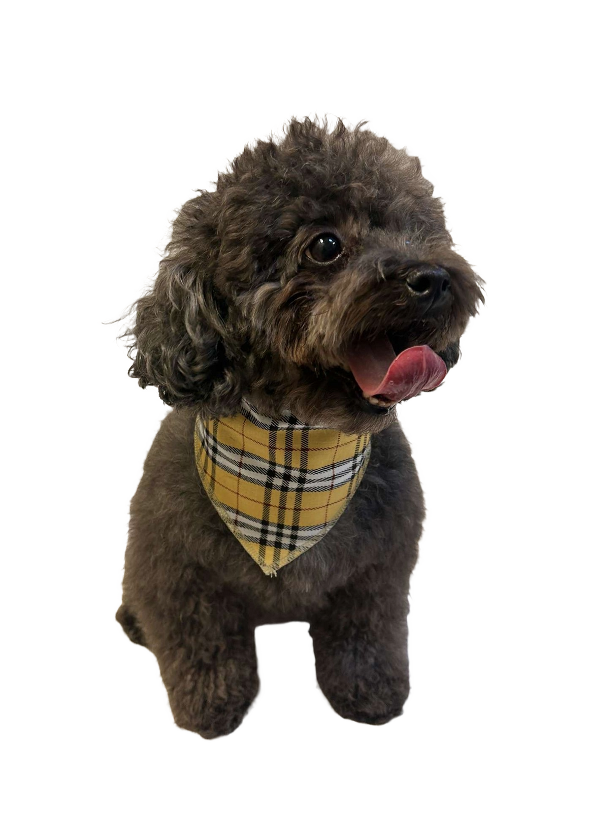 S3124 Plaid Bandana