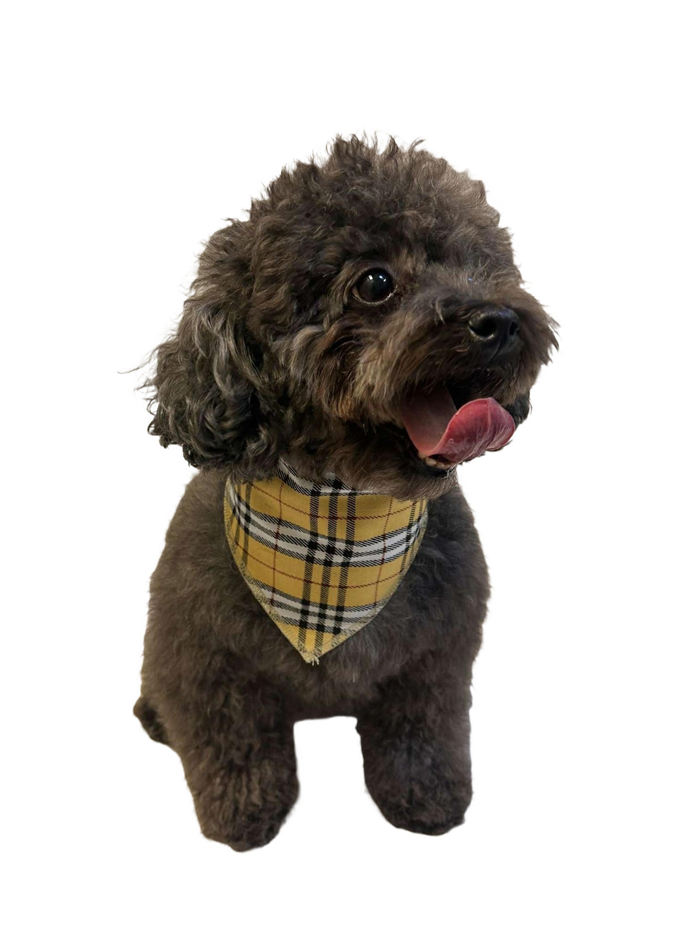 S3124 Plaid Bandana