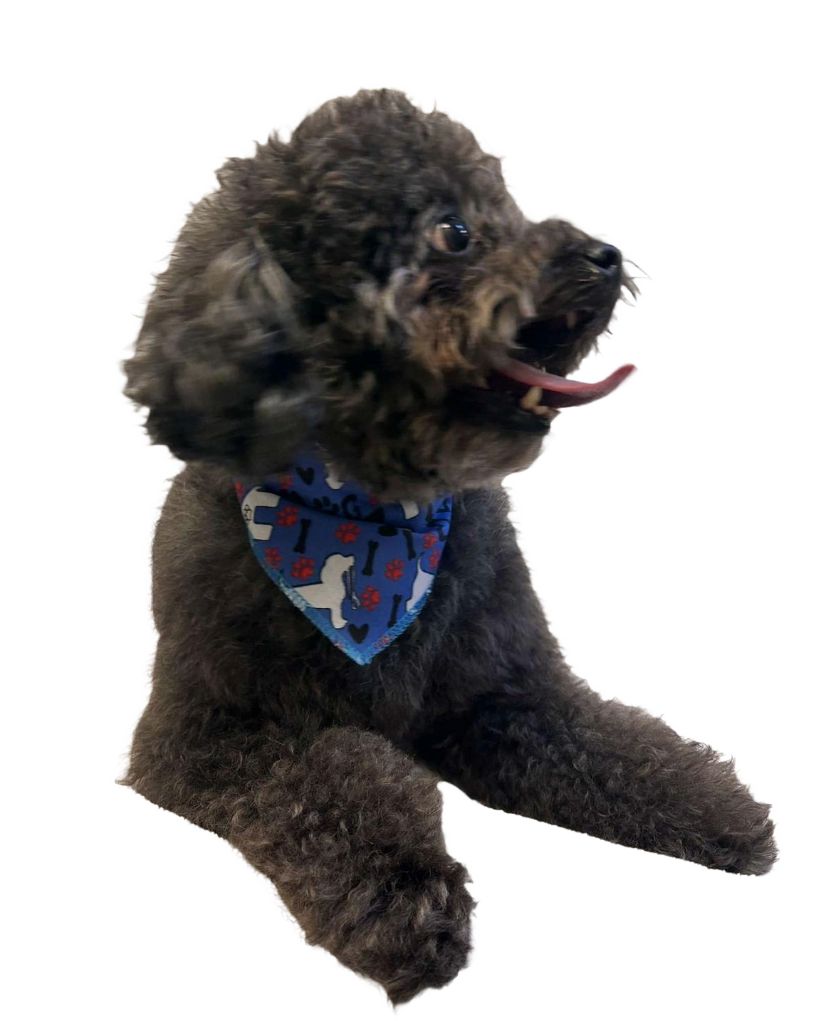 S3079 White Doggie Bandana, Blue