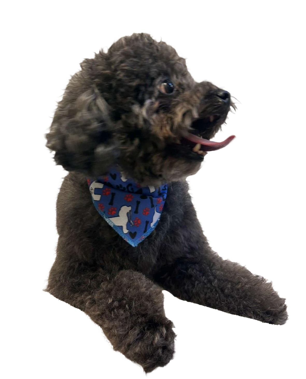 S3079 White Doggie Bandana, Blue