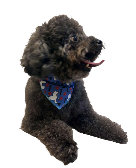 S3079 White Doggie Bandana, Blue