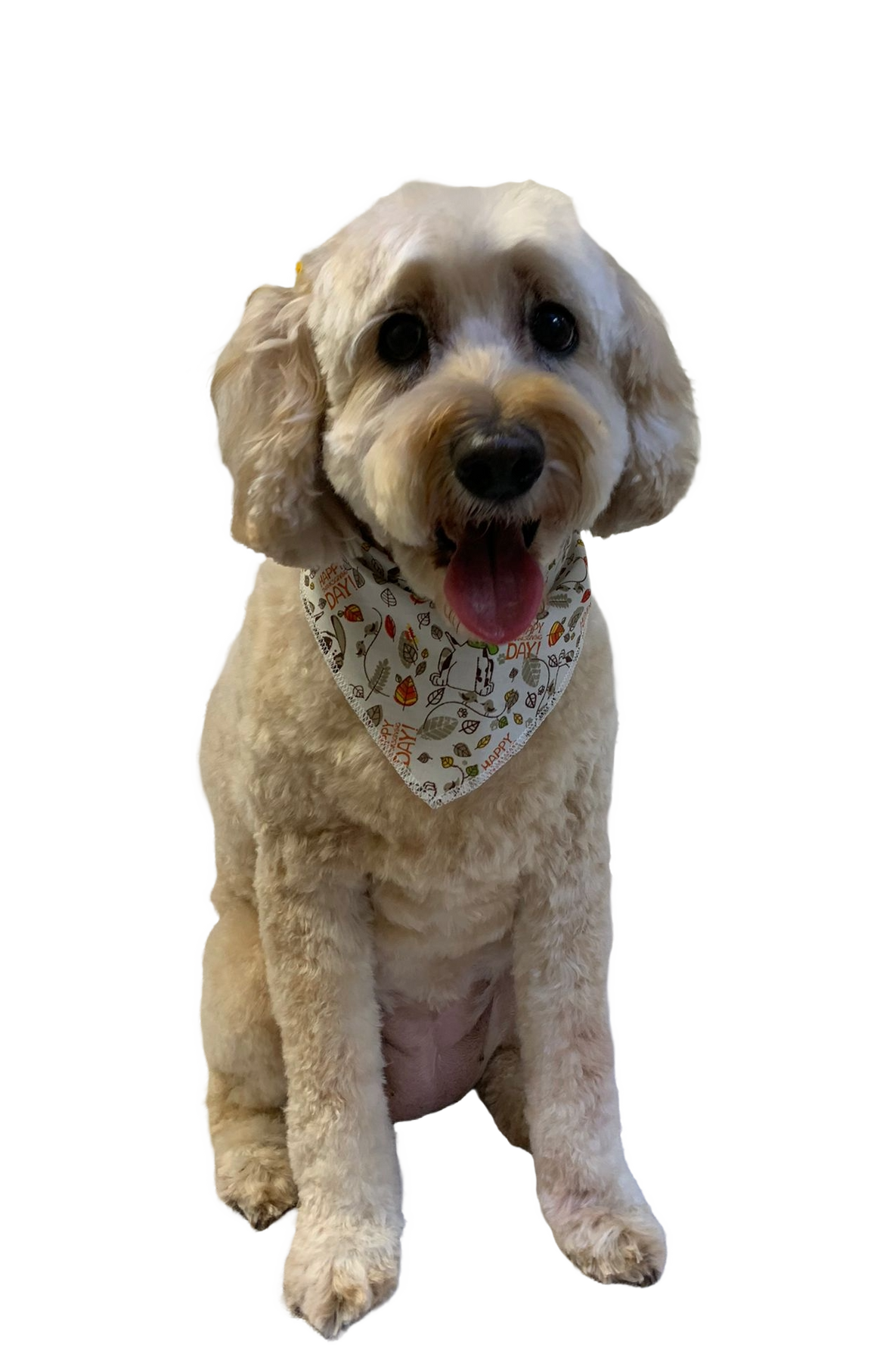 SA3057 Happy Thanksgiving Day Doggie Bandana, White