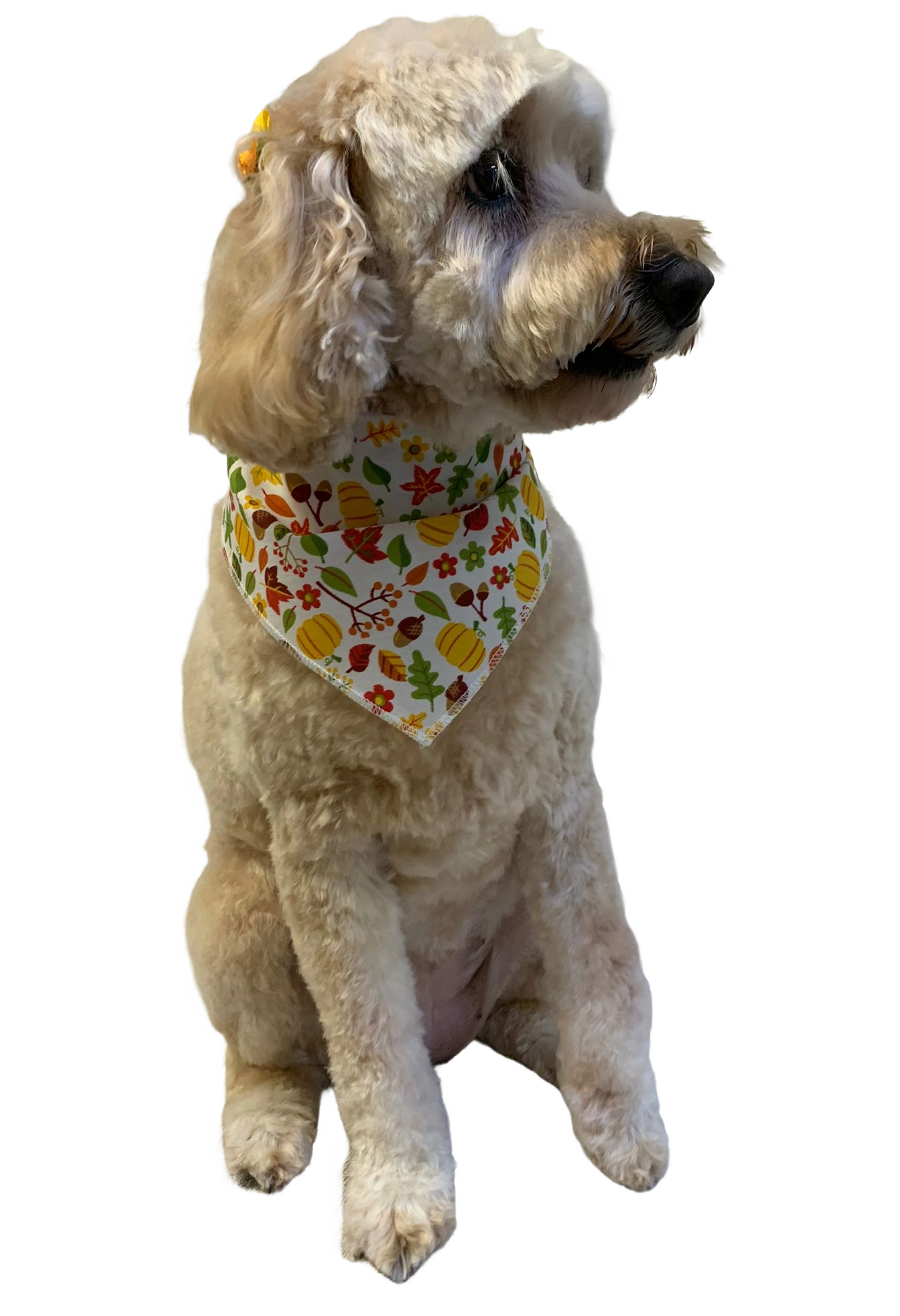 S3267 Autumn Bandana Leaves, Pumpkins