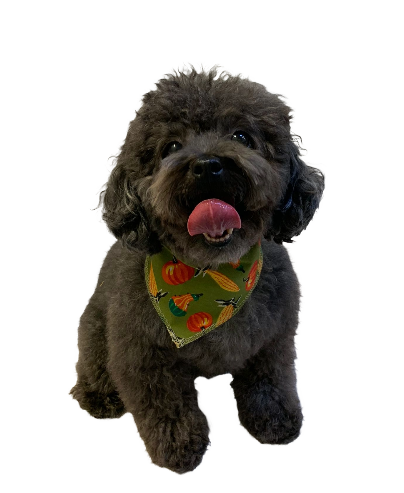 S3221 Thanksgiving Bandana