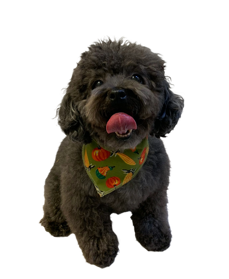 S3221 Thanksgiving Bandana