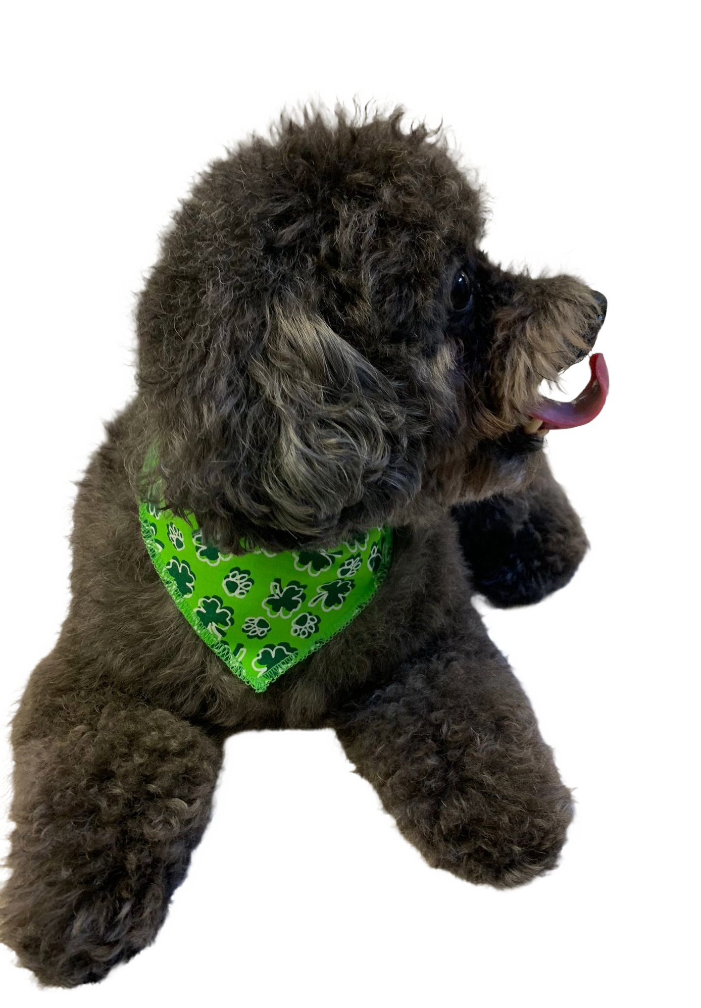 S3153 St. Patrick's Day Paw's Bandana
