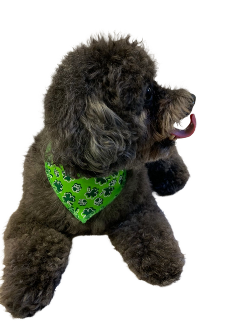S3153 St. Patrick's Day Paw's Bandana
