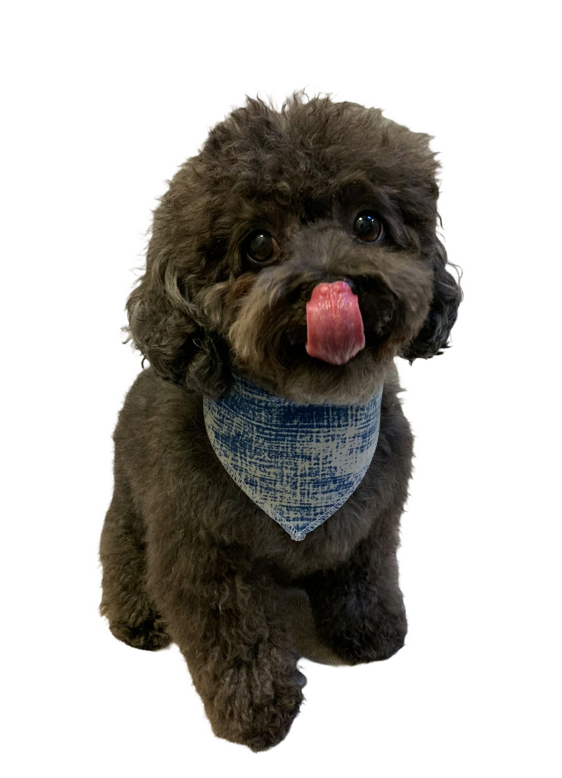 S3246 Doggie Bandana, Blue