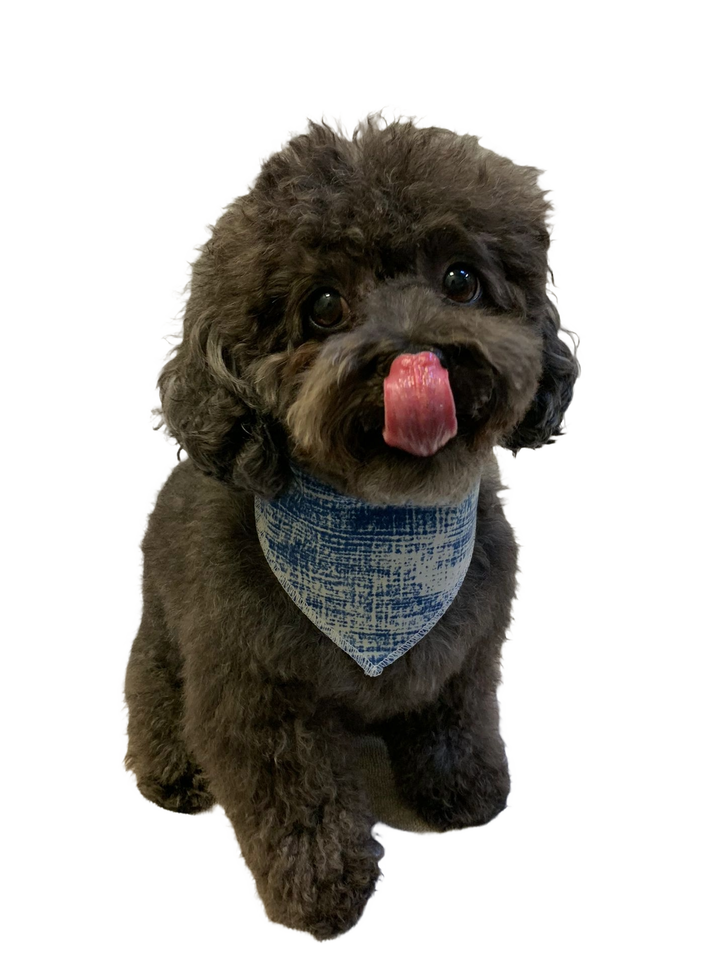 S3246 Doggie Bandana, Blue