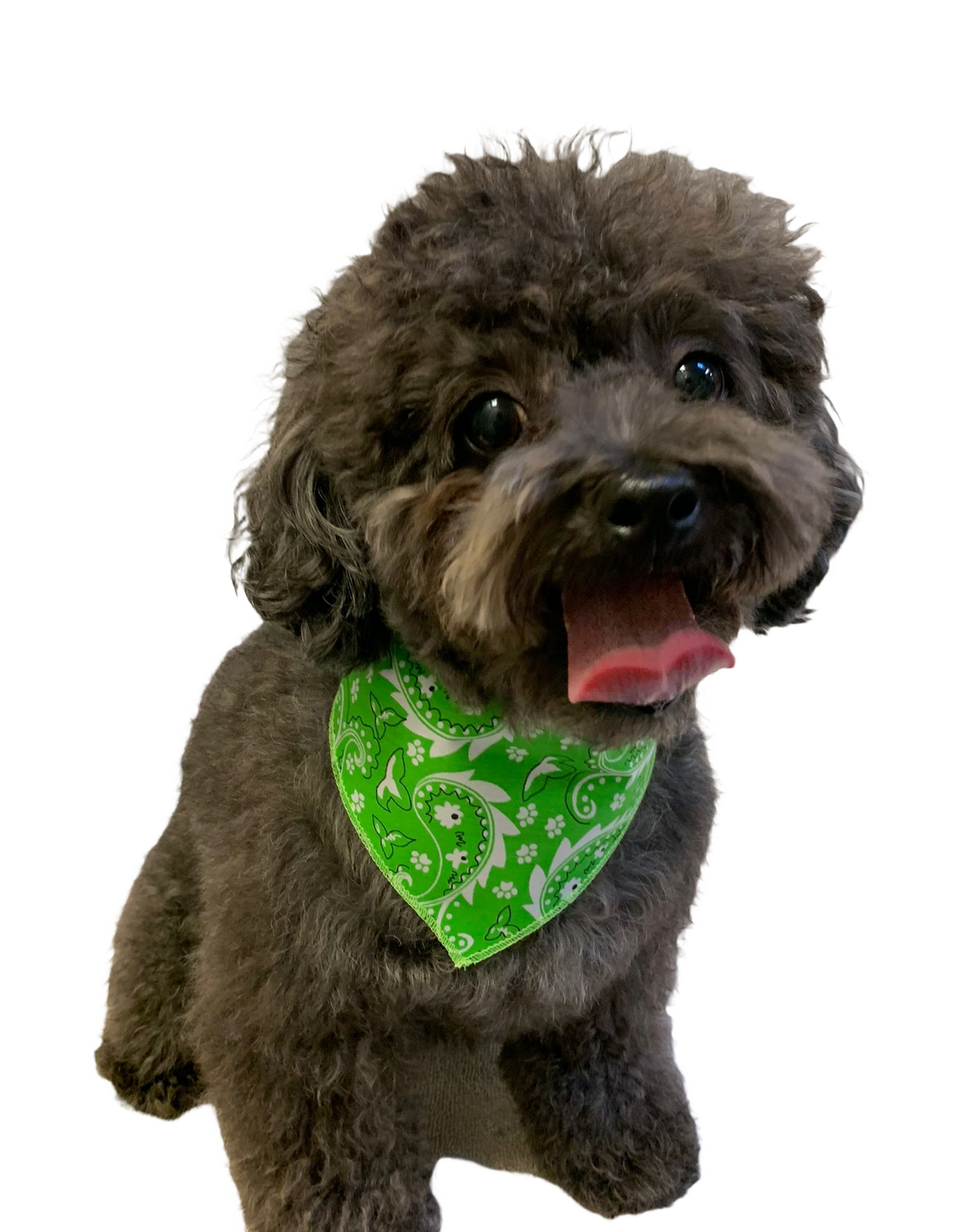 S3052 Paisley & Pawprints Bandana, Green