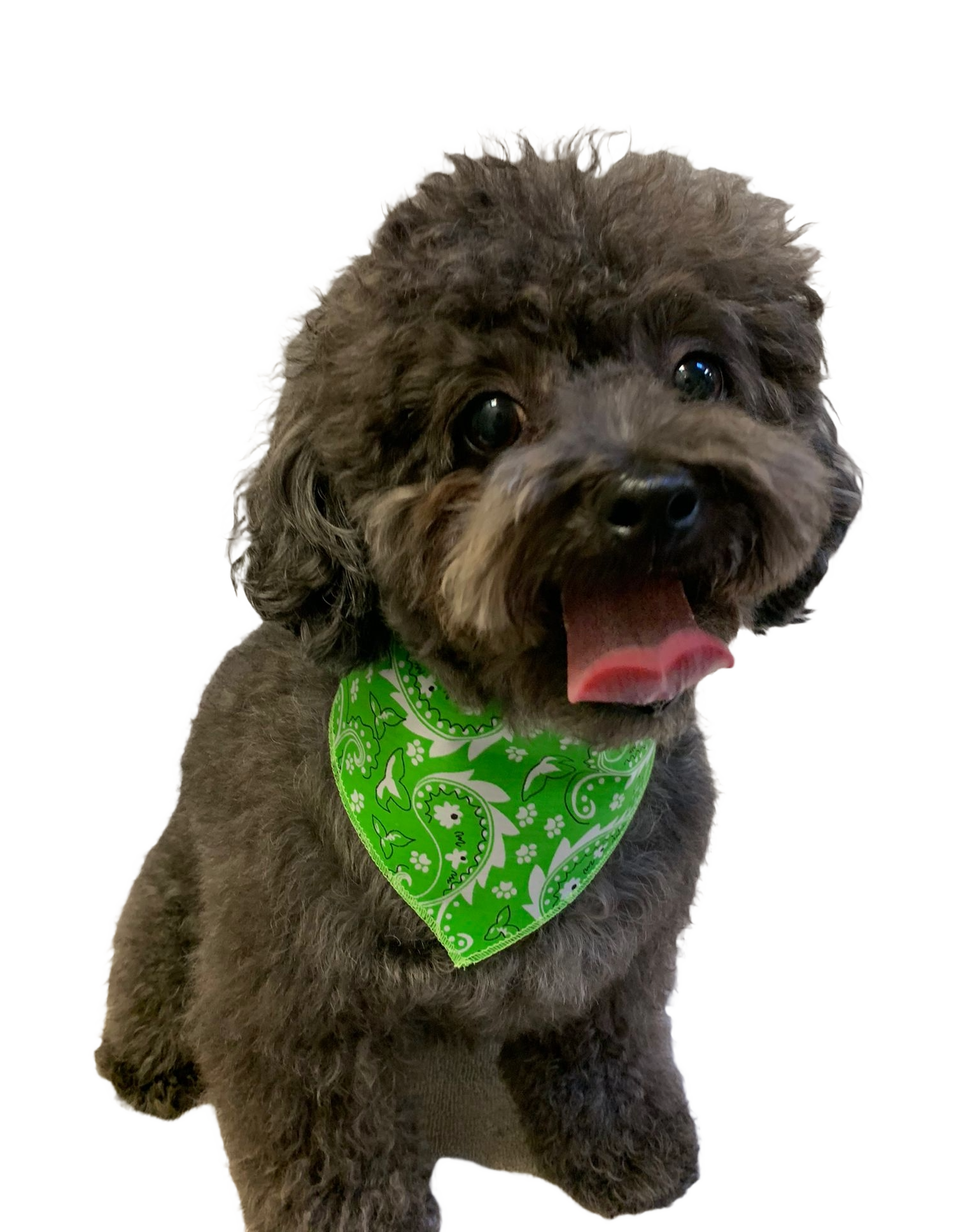 S3052 Paisley & Pawprints Bandana, Green