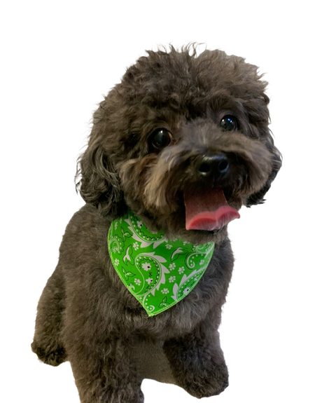 S3052 Paisley & Pawprints Bandana, Green