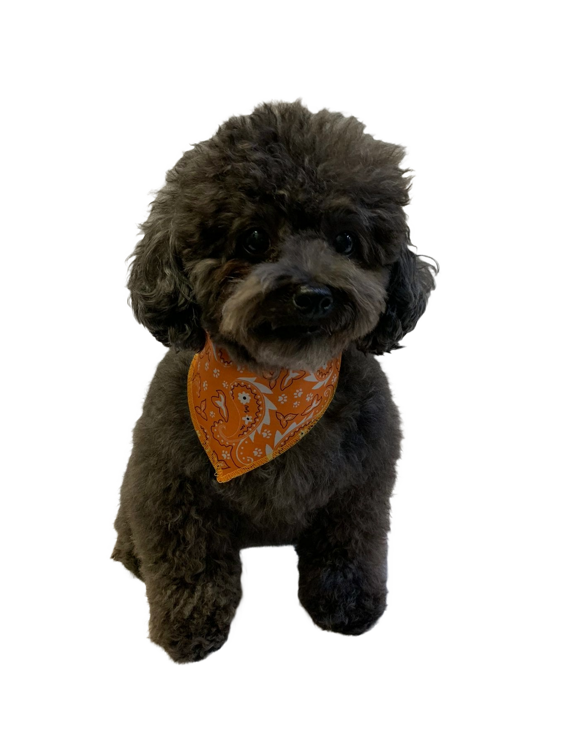 S3051 Paisley & Pawprints Bandana, Orange