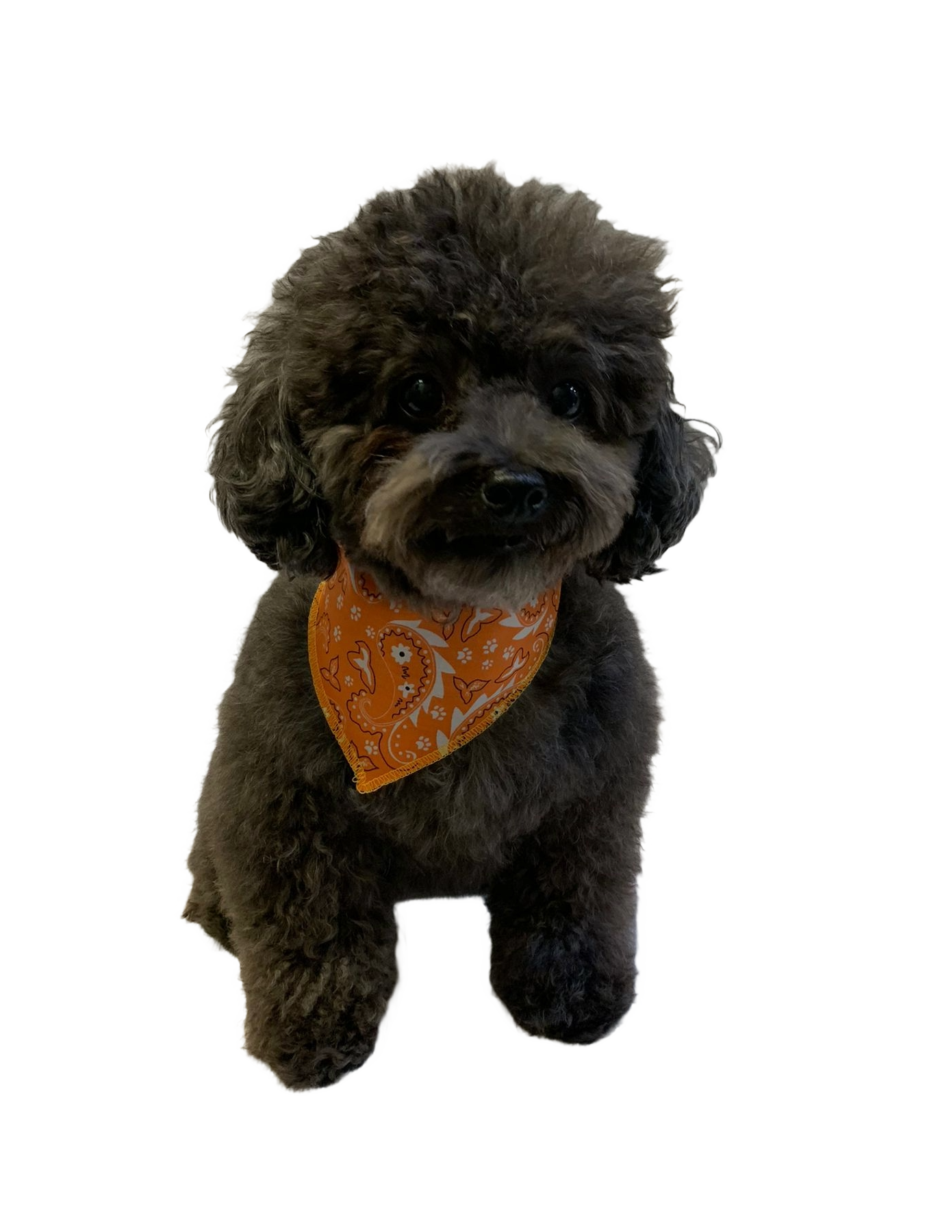 S3051 Paisley & Pawprints Bandana, Orange