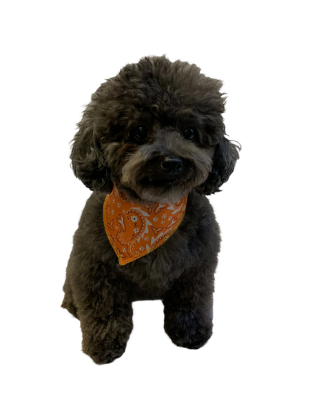 S3051 Paisley & Pawprints Bandana, Orange