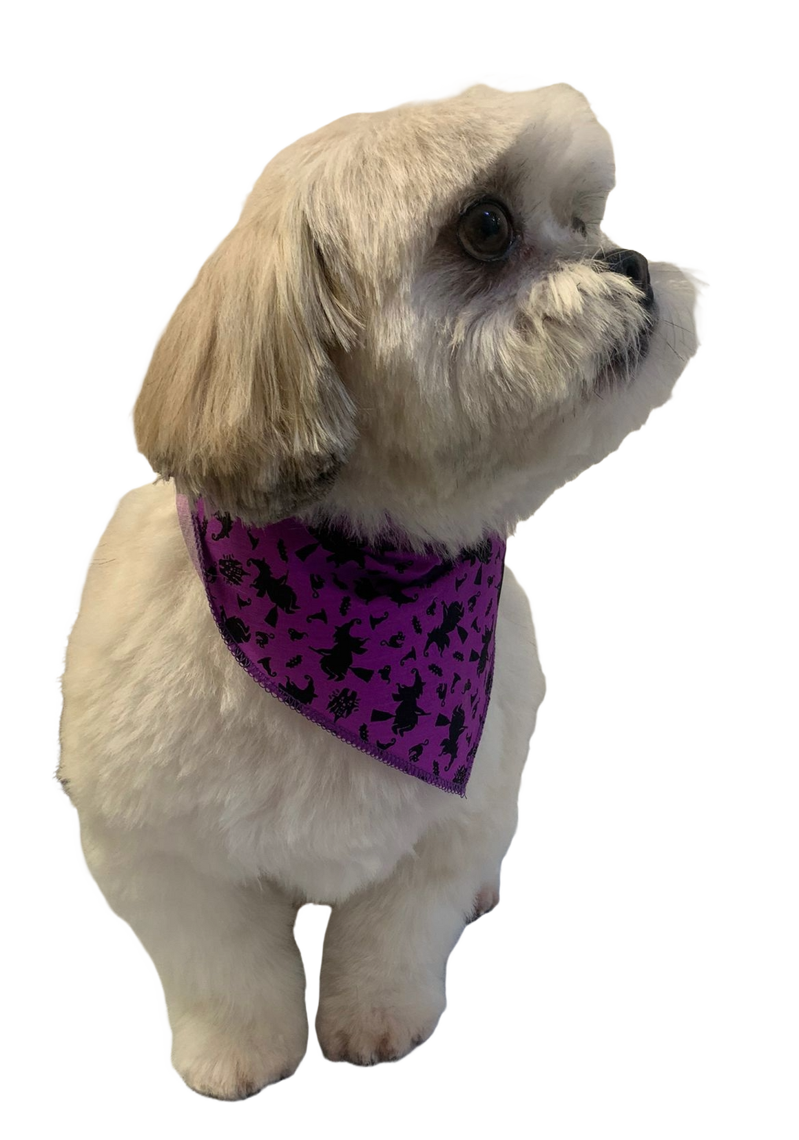 S3031 Halloween Bandana