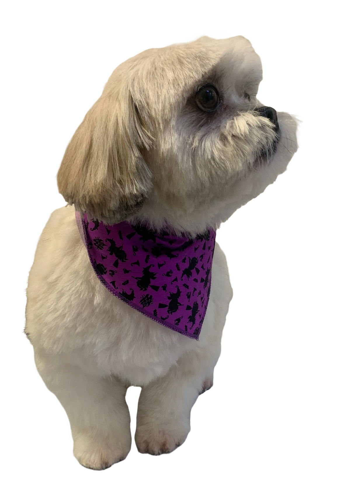 S3031 Halloween Bandana
