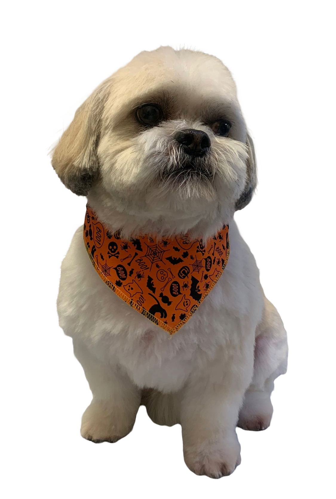 S3020 Halloween Bandana