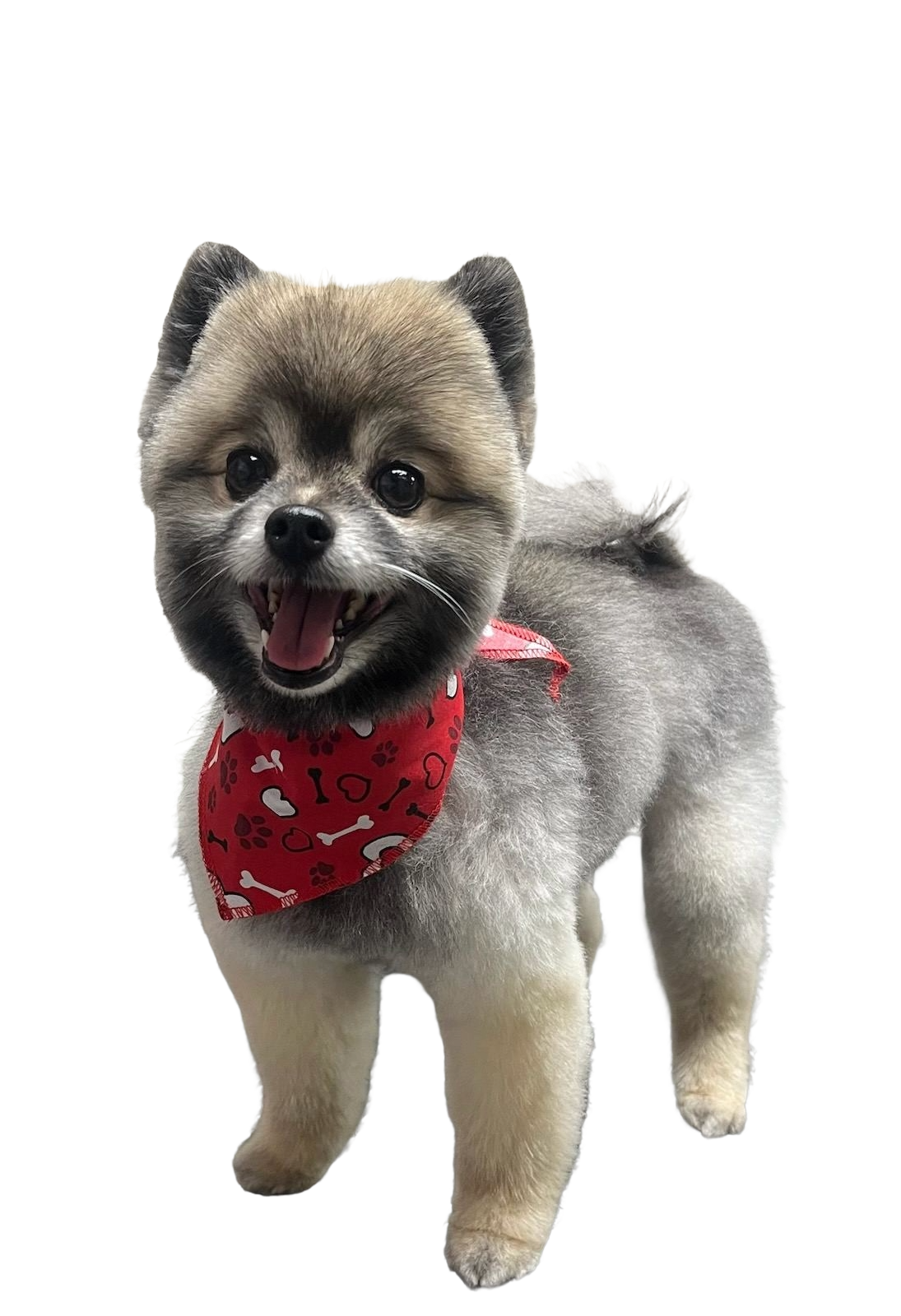 SA3066 Hearts & Bones Doggie Bandana, Red