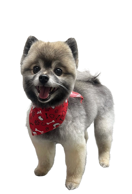 SA3066 Hearts & Bones Doggie Bandana, Red