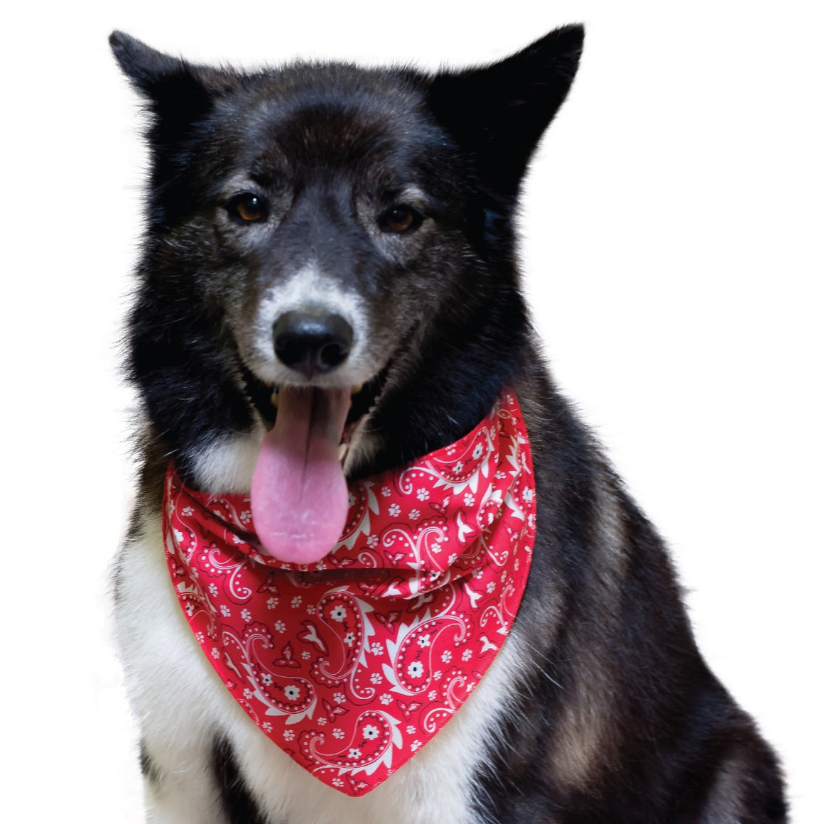 PKS2 60 Assorted PAISLEY Tieback Dog Grooming Bandanas / Groomers Bulk Package
