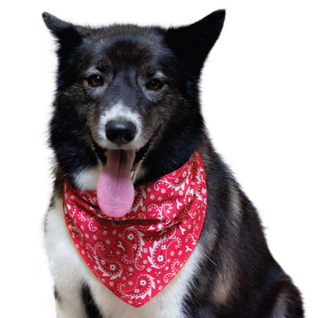 PKS2 60 Assorted PAISLEY Tieback Dog Grooming Bandanas / Groomers Bulk Package