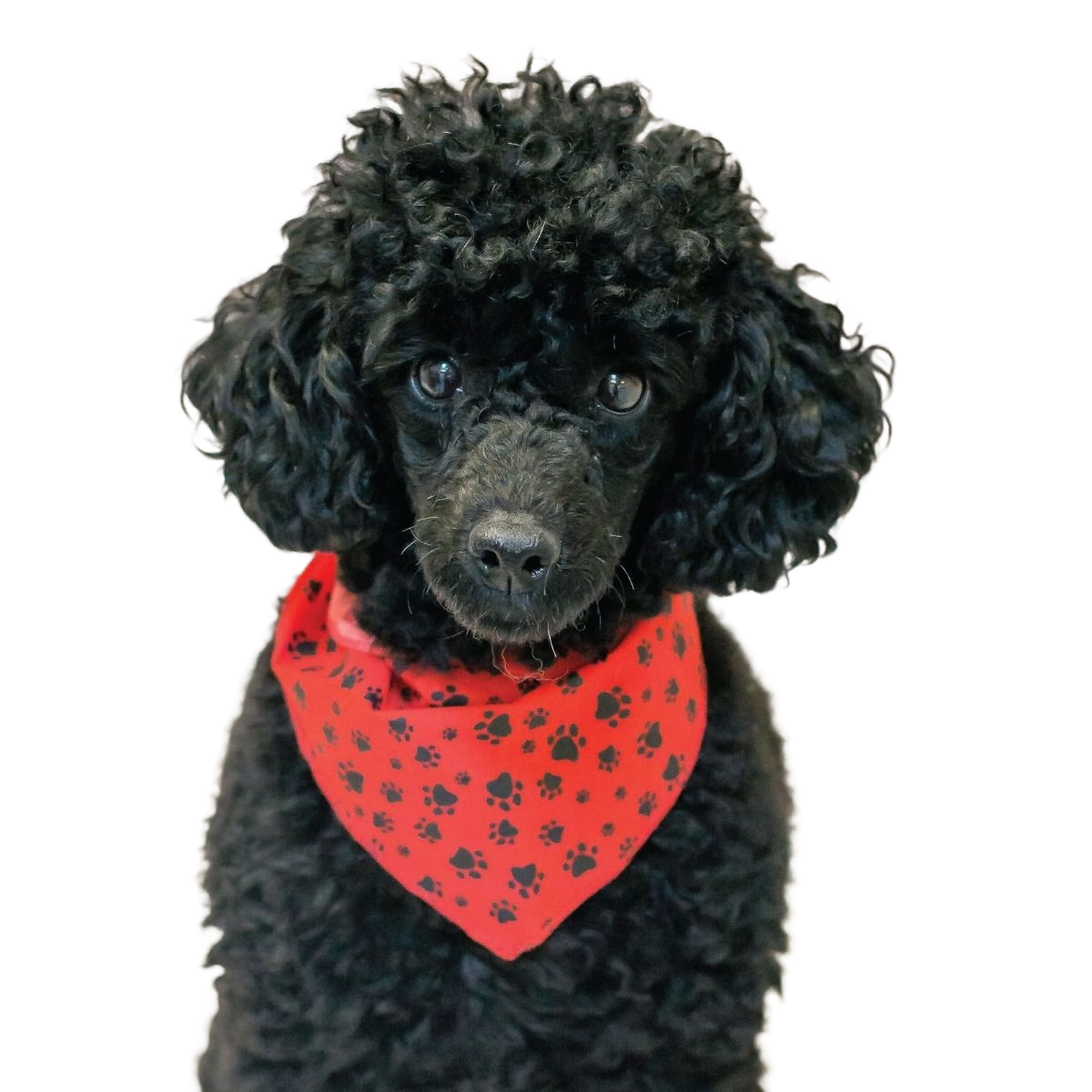 PKS1 60 Assorted PAWS & BONES Tieback Dog Grooming Bandanas / Groomers Bulk Package