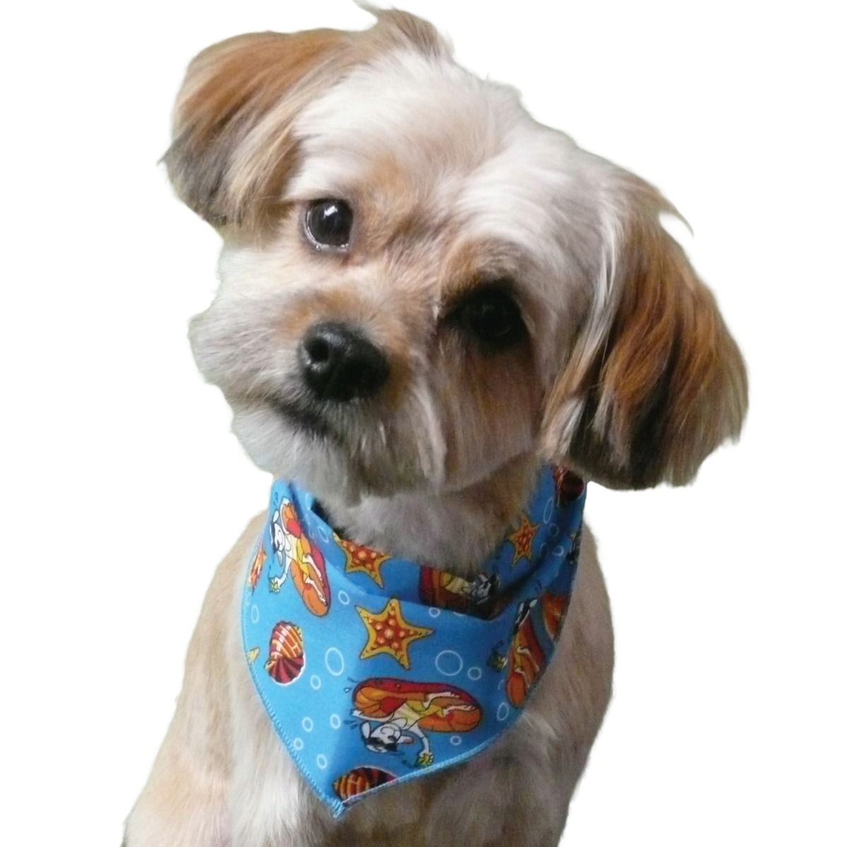 SPKS10 Bandanas Variety Pack Per Size - 12 assorted SPRING SUMMER bandanas  