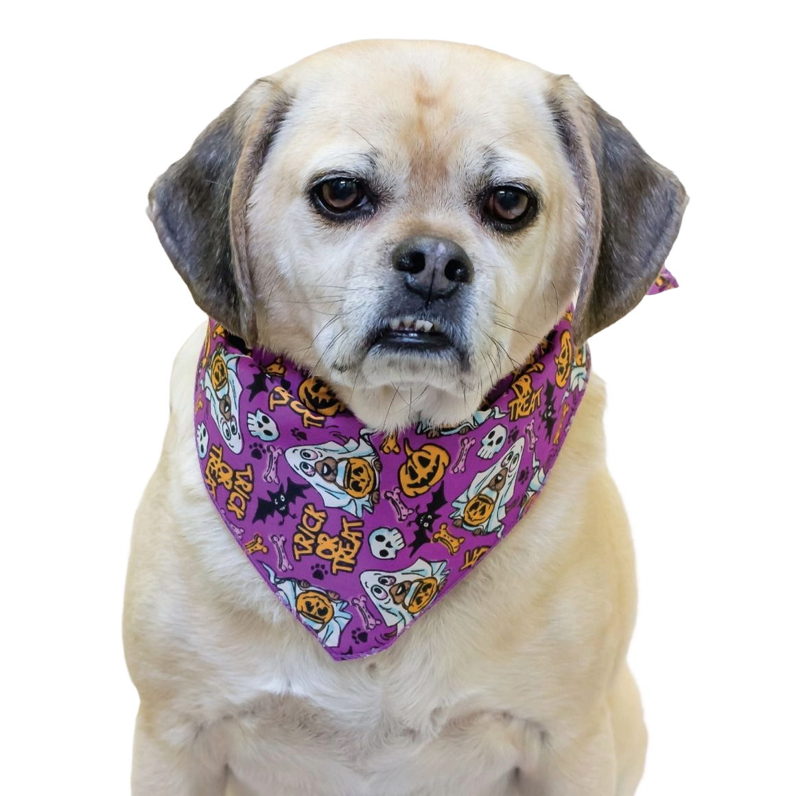 PKS12 60 Assorted HALLOWEEN Tieback Dog Grooming Bandanas / Groomers Bulk Package