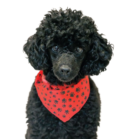 SPKS1 Bandanas Variety Pack Per Size - 12 assorted PAWS & BONES bandanas  