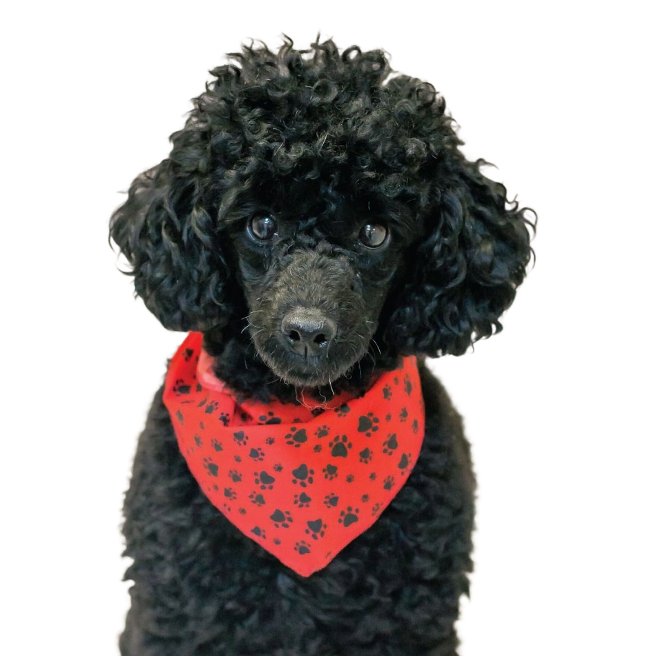 SPKS1 Bandanas Variety Pack Per Size - 12 assorted PAWS & BONES bandanas  
