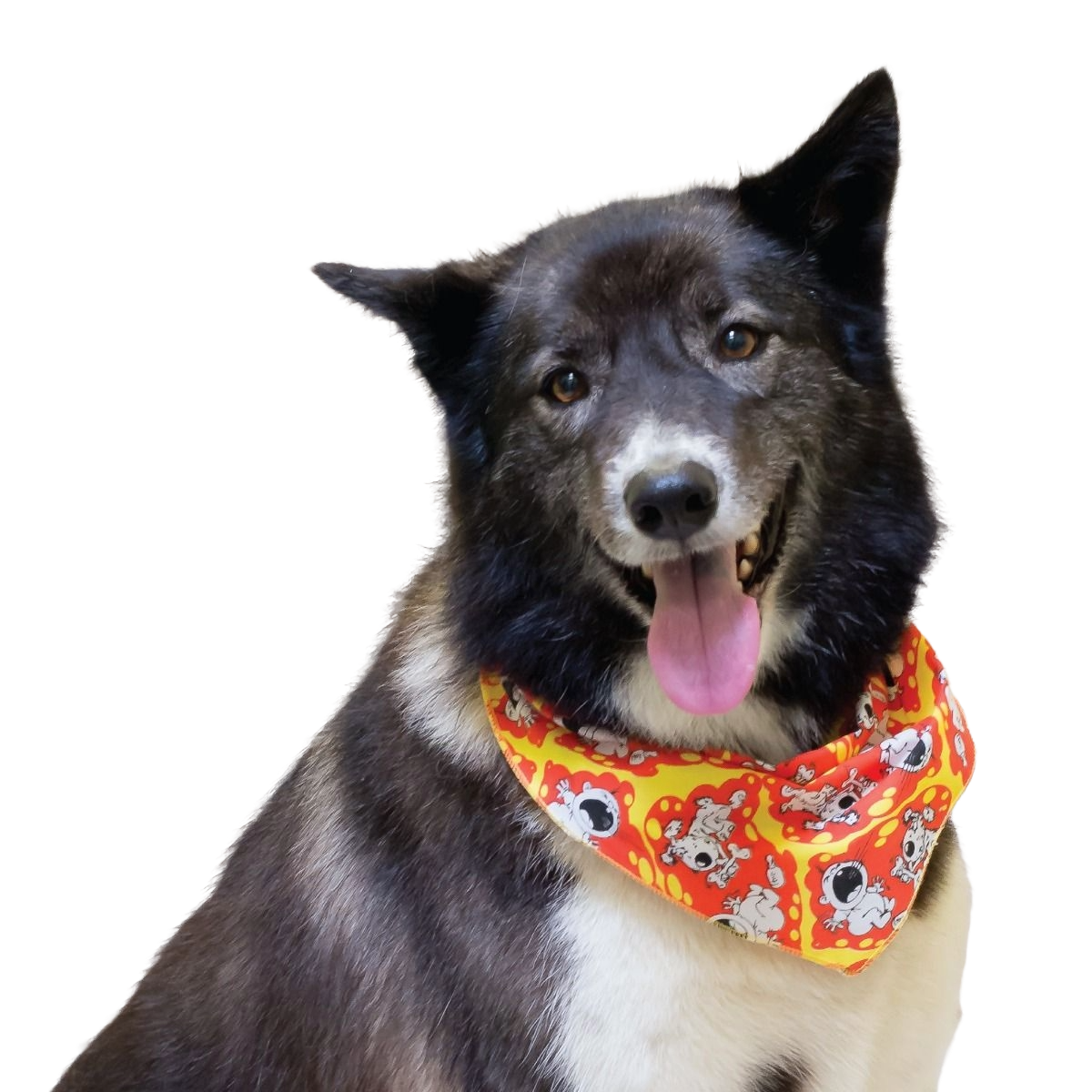SPKS4 Bandanas Variety Pack Per Size - 12 assorted DOGGIE bandanas  