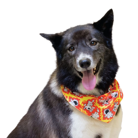 SPKS4 Bandanas Variety Pack Per Size - 12 assorted DOGGIE bandanas  