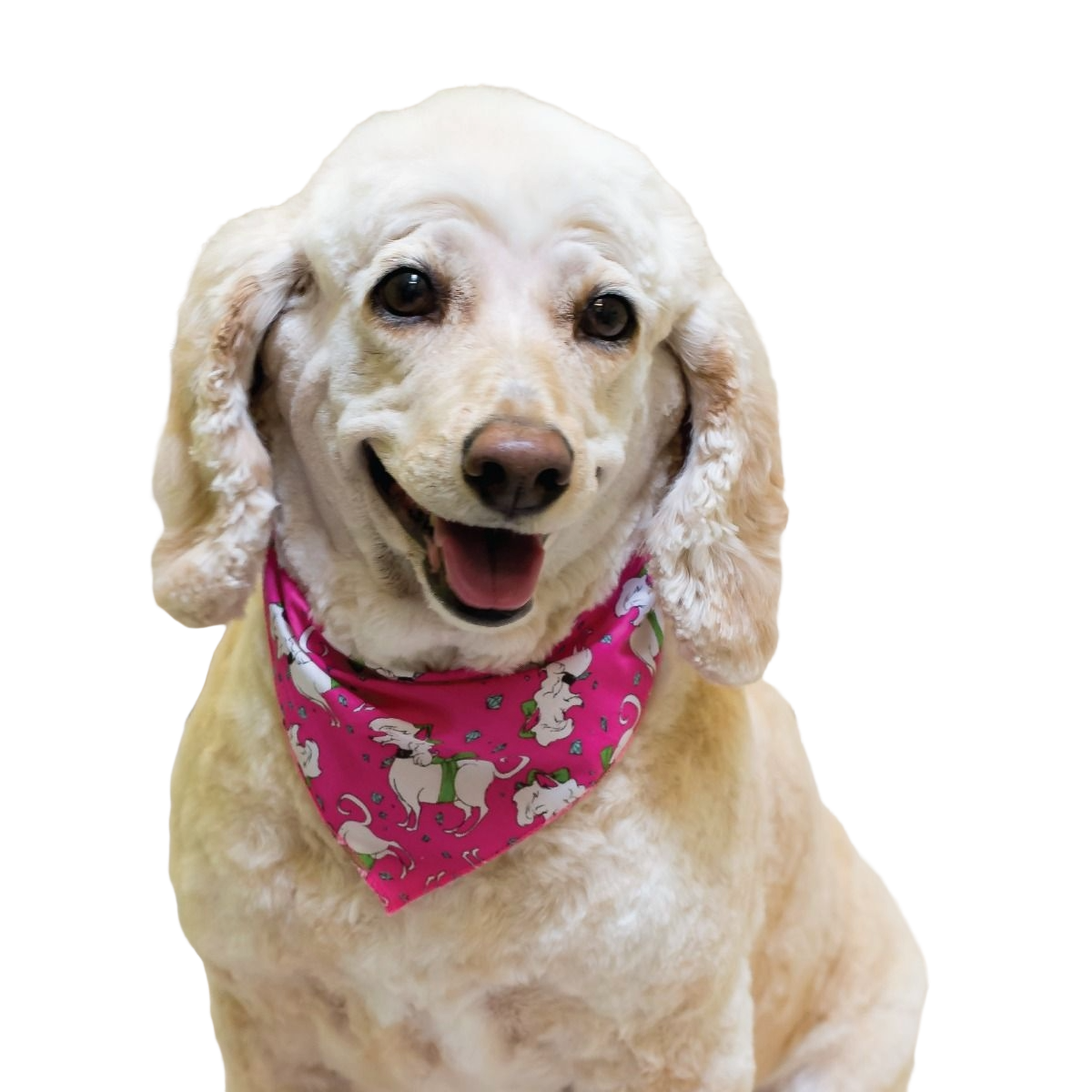 SPKS4 Bandanas Variety Pack Per Size - 12 assorted DOGGIE bandanas  