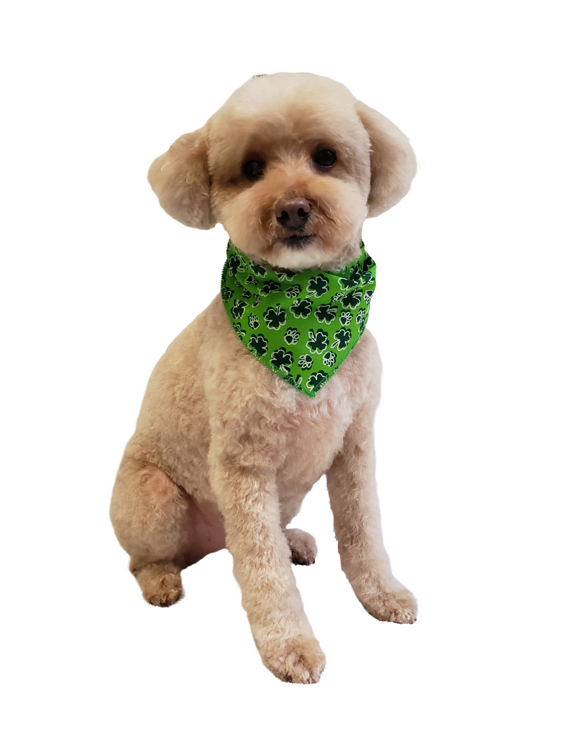 S3153 St. Patrick's Day Paw's Bandana